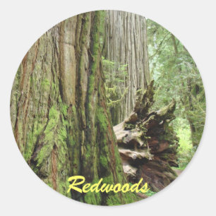 Redwood stickers Big Redwoods Tree Forest