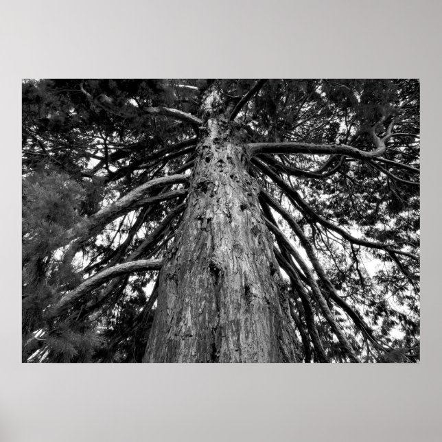 Redwood Tree Black & White Photography Poster (Front)