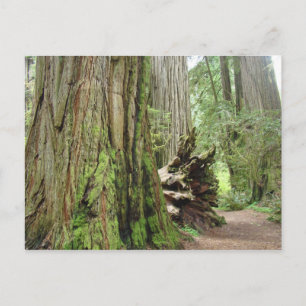 Redwood Tree postcards Big California Redwoods