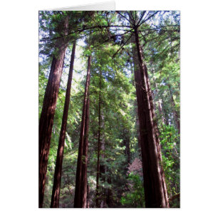 Redwood Trees