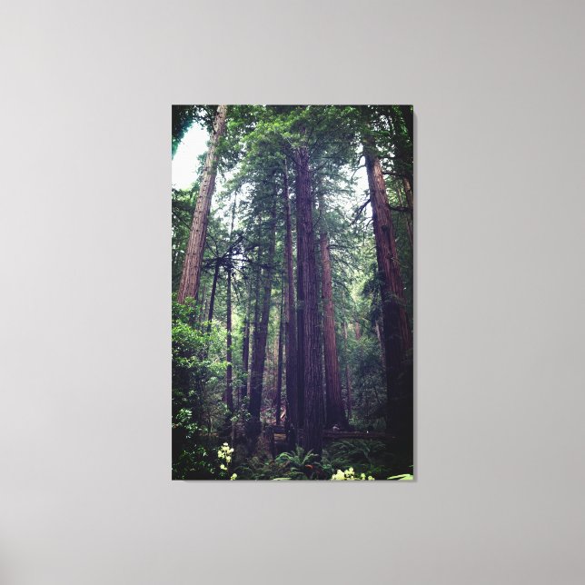 Redwood Trees #1 Canvas (Front)