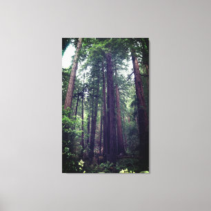 Redwood Trees #1 Canvas Print
