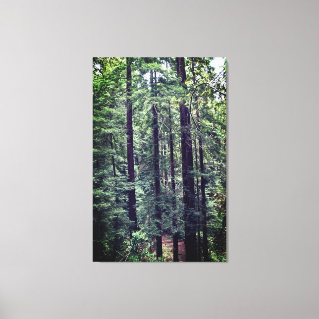 Redwood Trees #2 Canvas Print (Front)