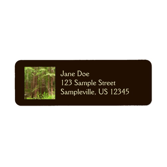 Redwood Trees at Muir Woods National Monument (Front)