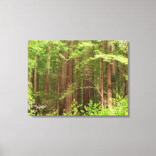 Redwood Trees at Muir Woods National Monument Canvas Print