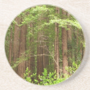 Redwood Trees at Muir Woods National Monument Coaster