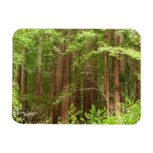 Redwood Trees at Muir Woods National Monument Magnet