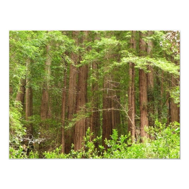 Redwood Trees at Muir Woods National Monument Photo Print (Front)