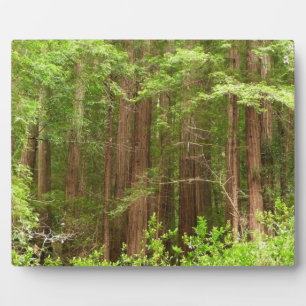 Redwood Trees at Muir Woods National Monument Plaque