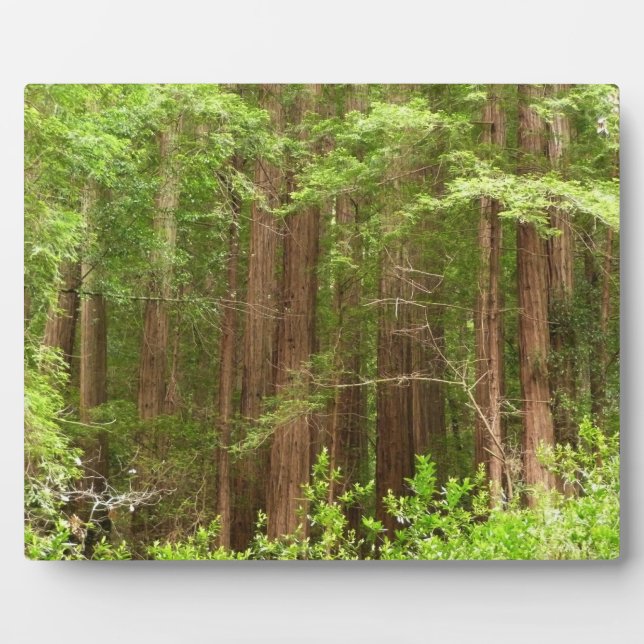 Redwood Trees at Muir Woods National Monument Plaque (Front)