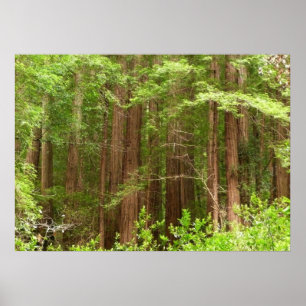 Redwood Trees at Muir Woods National Monument Poster