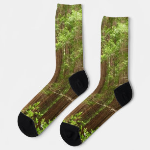Redwood Trees at Muir Woods National Monument Socks