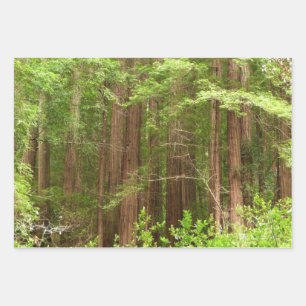 Redwood Trees at Muir Woods National Monument Wrapping Paper Sheet