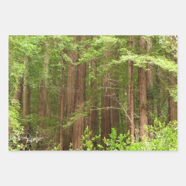 Redwood Trees at Muir Woods National Monument Wrapping Paper Sheet (Front)