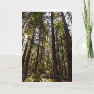 Redwood Trees - Blank Greeting Card