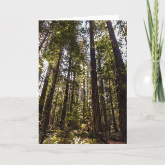 Redwood Trees - Blank Greeting Card