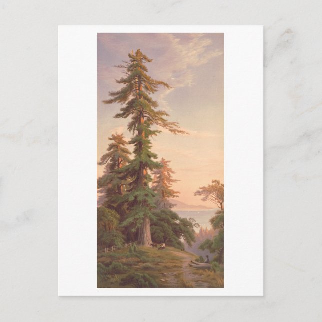 Redwood Trees California Vintage Prang Lithograph Postcard (Front)