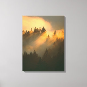 Redwood trees in coastal fog, Marin County, Canvas Print