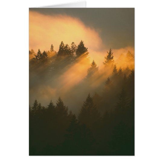 Redwood trees in coastal fog, Marin County, Card