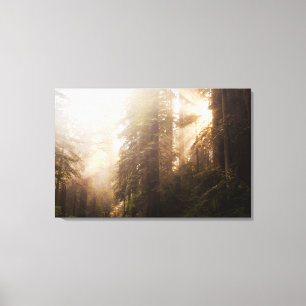 Redwood Trees in Morning Fog with Sunrays Canvas Print