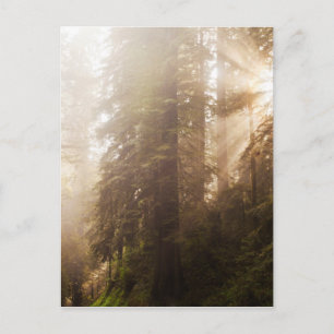 Redwood Trees in Morning Fog with Sunrays Postcard
