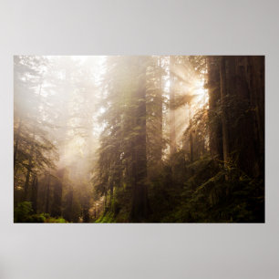 Redwood Trees in Morning Fog with Sunrays Poster