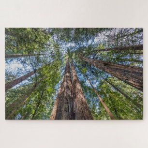 Redwood Trees   Marin County, California Jigsaw Puzzle