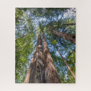 Redwood Trees   Marin County, California Jigsaw Puzzle