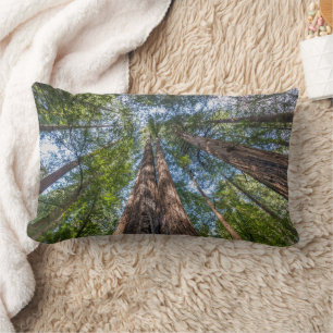 Redwood Trees Marin County, California Lumbar Cushion
