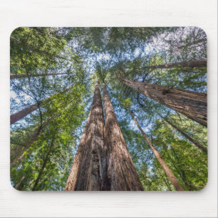 Redwood Trees   Marin County, California Mouse Mat