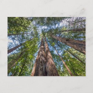 Redwood Trees   Marin County, California Postcard