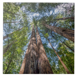 Redwood Trees   Marin County, California Tile