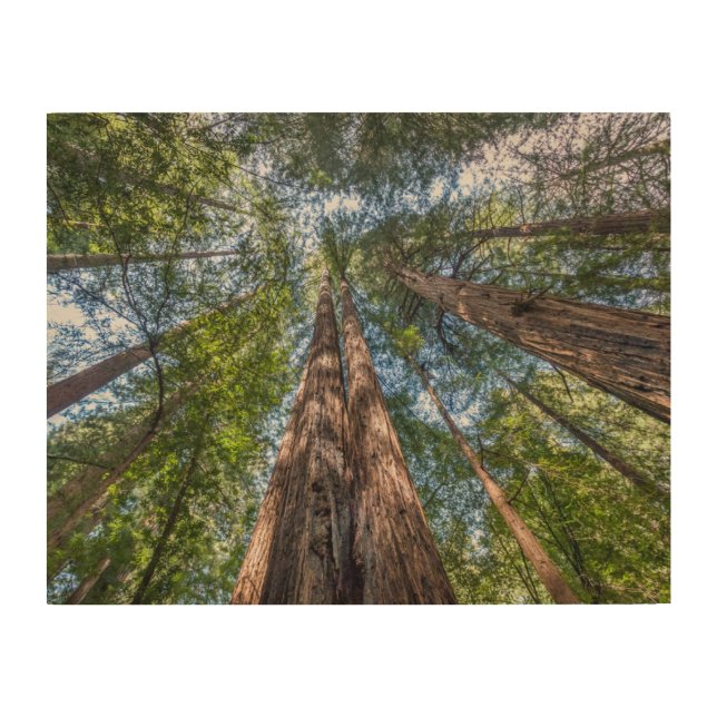 Redwood Trees | Marin County, California Wood Wall Art (Front)