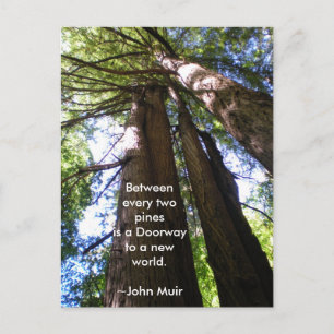 Redwood Trees Muir Quote Postcard