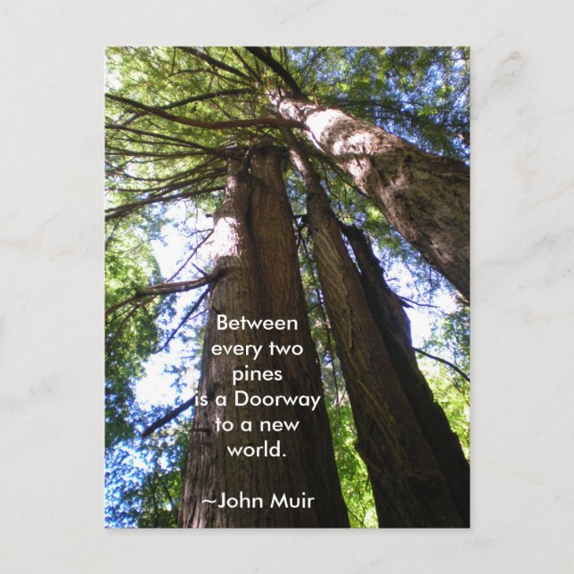 Redwood Trees Muir Quote Postcard (Front)
