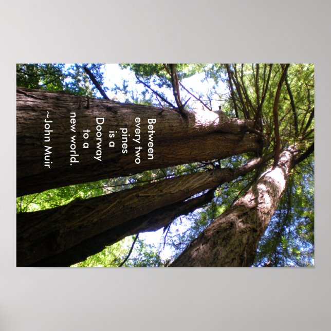 Redwood Trees Muir Quote Poster (Front)