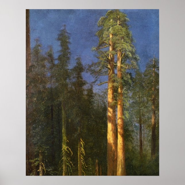 Redwood Trees Poster (Front)