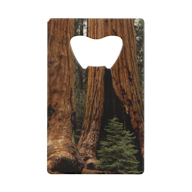 Redwood Trees, Sequoia National Park. (Front)