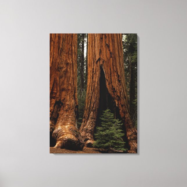 Redwood Trees, Sequoia National Park. Canvas Print (Front)