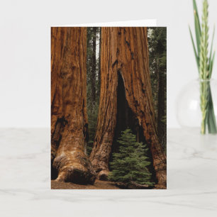 Redwood Trees, Sequoia National Park. Card