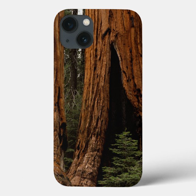 Redwood Trees, Sequoia National Park. Case-Mate iPhone Case (Back)