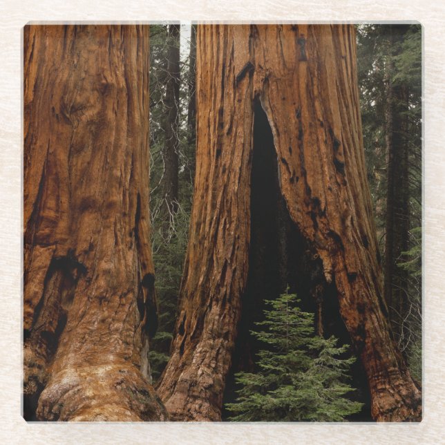 Redwood Trees, Sequoia National Park Glass Coaster (Front)