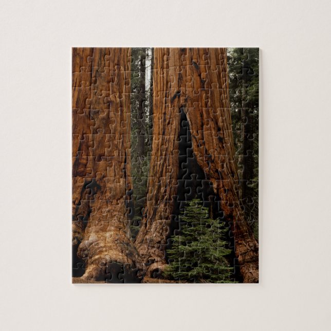 Redwood Trees, Sequoia National Park. Jigsaw Puzzle (Vertical)