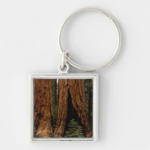 Redwood Trees, Sequoia National Park. Key Ring