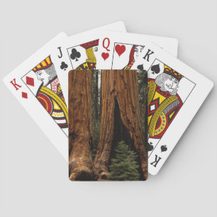 Redwood Trees, Sequoia National Park. Playing Cards