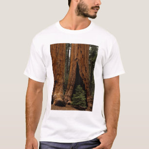 Redwood Trees, Sequoia National Park. T-Shirt