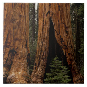 Redwood Trees, Sequoia National Park. Tile