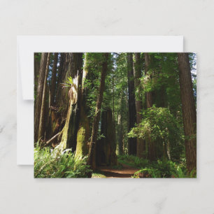 Redwoods and Ferns at Redwood National Park