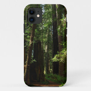 Redwoods and Ferns at Redwood National Park iPhone 11 Case