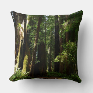 Redwoods and Ferns at Redwood National Park Cushion